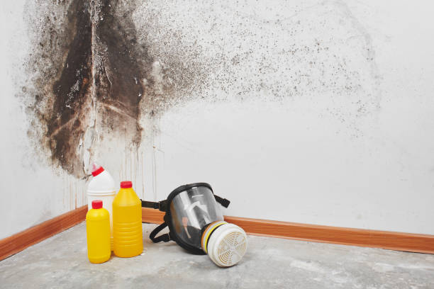 Best Local Mold Removal Service  in Hawthorne, CA