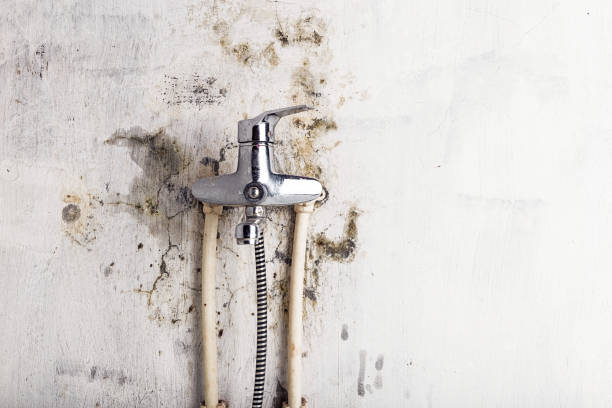 Best Fast Mold Removal  in Hawthorne, CA