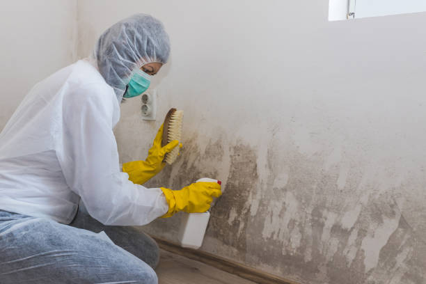 Trusted Hawthorne, CA Mold Removal Experts