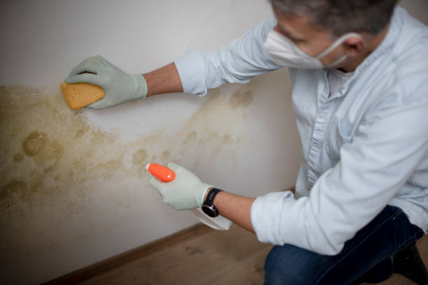 Home Mold Removal in Hawthorne, CA