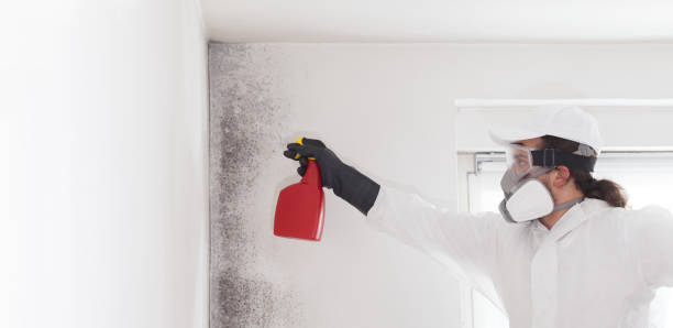 Best Toxic Mold Removal  in Hawthorne, CA
